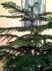 Araucaria.
