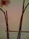 Orchid, one.