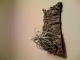Tillandsia, hanging.