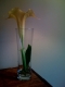 Trumpet flower, morning.