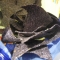 Blue corn chips Blue corn chips