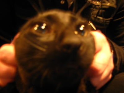 "Cats look like aliens if you pull their ears back" Hayley