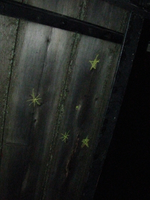 Stars