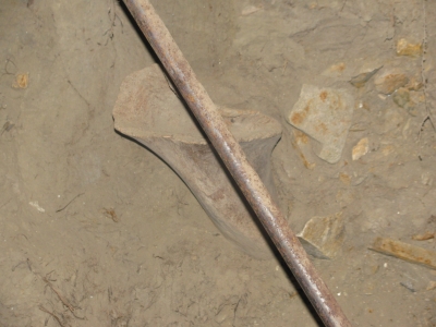 This is a mamoth bone