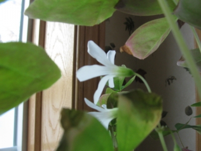 And like the flowers, bloom.