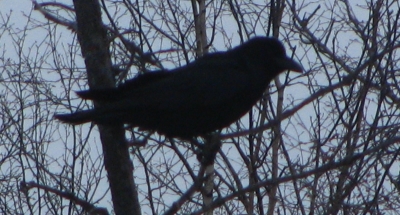 like the bird