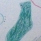 Green socks
