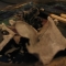 scraps