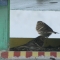prepares to fly 