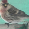 Like the bird
