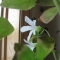 And like the flowers, bloom.