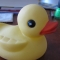 Like the bird
