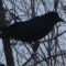like the bird