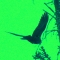 like the birds, fly