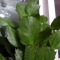 leaves grow