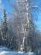 This tree saved T.'s life