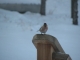Like the bird
