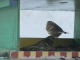 prepares to fly 