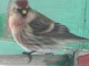 Like the bird