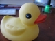 Like the bird