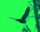 like the birds, fly