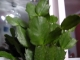 leaves grow