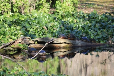turtle family  turtle family
