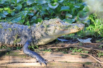 alliGATOR alliGATOR