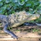alliGATOR