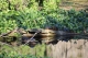 turtle family  turtle family