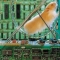 hamster