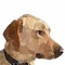 DogCon