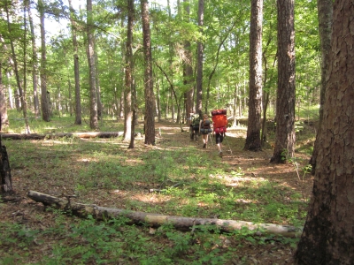 The forest.