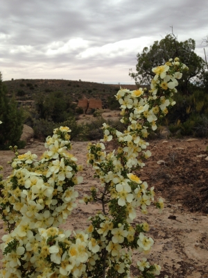 anasazi heritage center anasazi heritage center