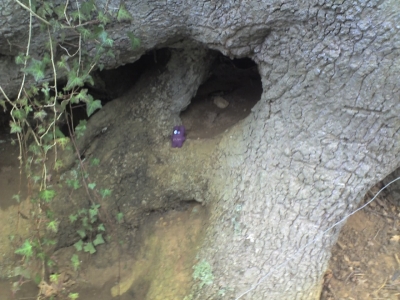 A root cave!
