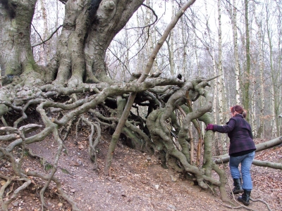 Roots and Evilweavil