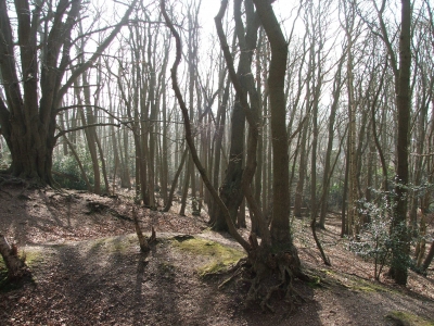 Beautiful woods