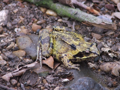 Frog! Frog!