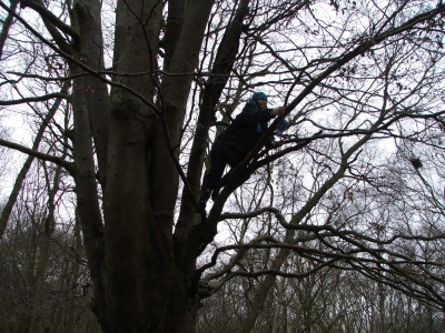 Fiona up in the Tree Fiona up in the Tree