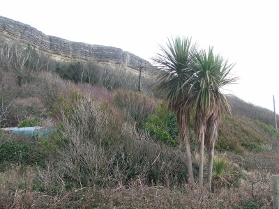 Palms on the Undercliff Palms on the Undercliff