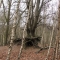 Decathlon in a Tree by Fiona, Cookie, evilweavil Decathlon in a Tree by Fiona, Cookie, evilweavil