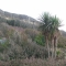 Palms on the Undercliff