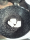 Calsiumcarbonate. 