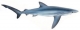 The Blue Shark, Prionace Glauca The Blue Shark, Prionace Glauca
