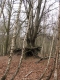 The Tree