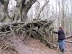 Roots and Evilweavil