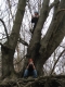 Tee in a Tree.