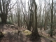 Beautiful woods