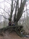 Reading in a tree