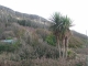 Palms on the Undercliff